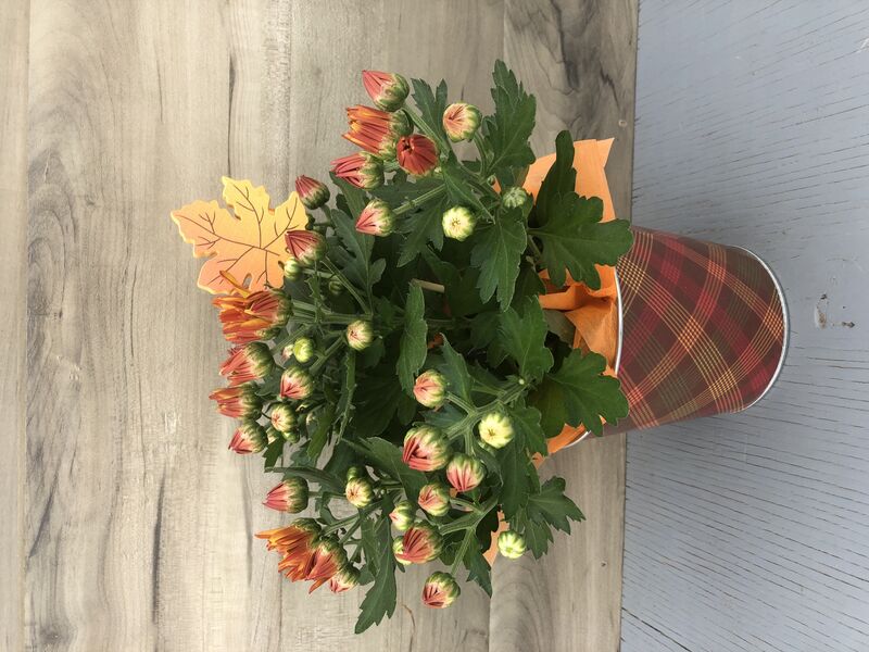 Fall Enchantment : 4 inch pot
