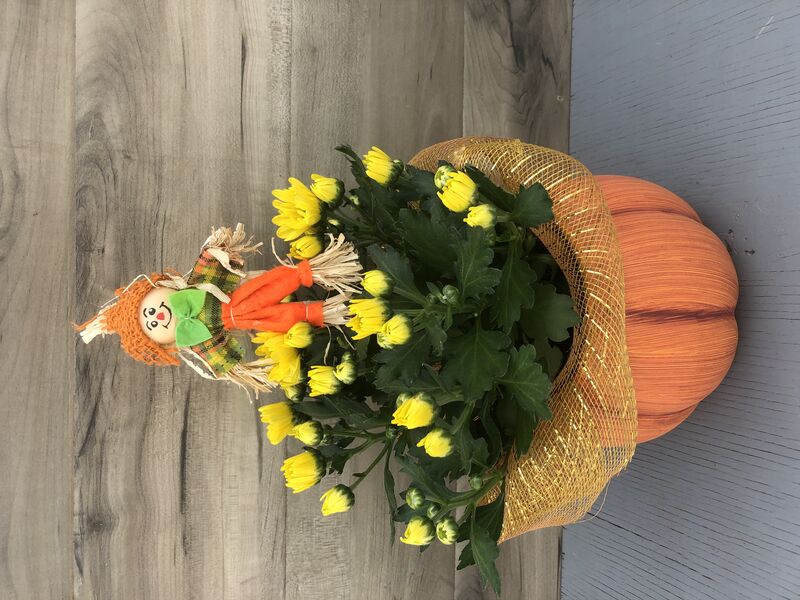 Pumpkin Spiced (Mum): 6.25 x 4.25 inchH