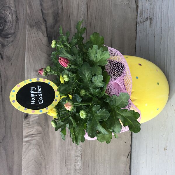 Hello Spring - Mum: 4 inch pot