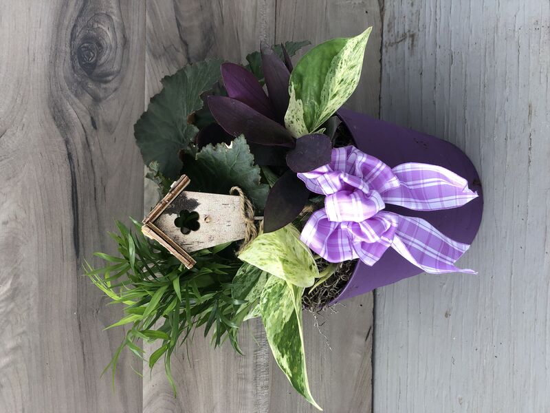 Spring Fever- Purple: 6 inch pot