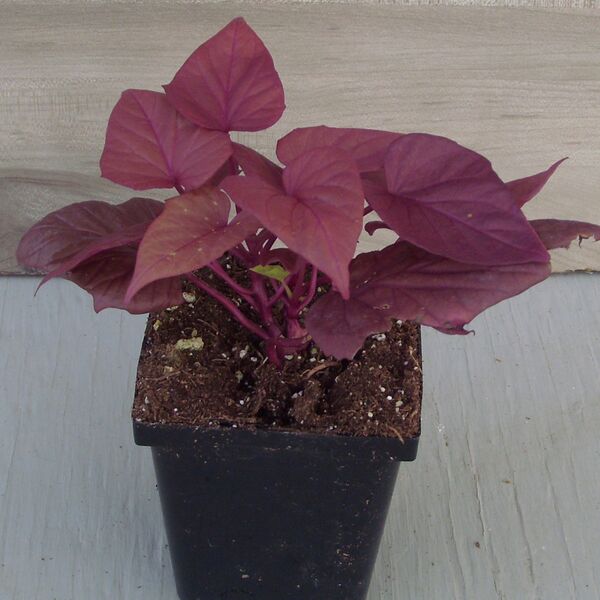 Red Heart: 3.5 inch pot