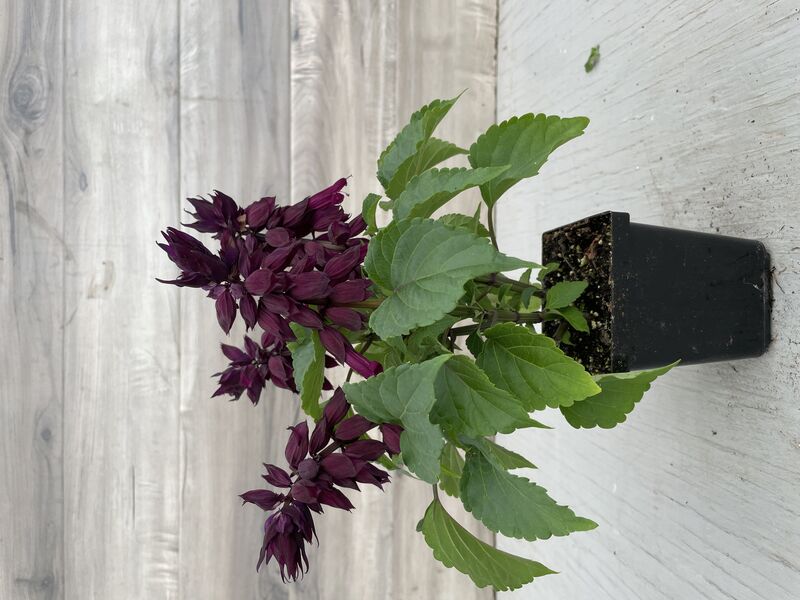 Vista Purple: 3.5 inch pot