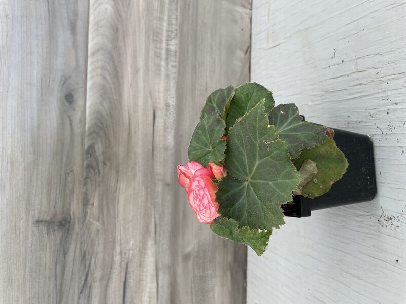 Rose Picotee: 3.5 inch pot