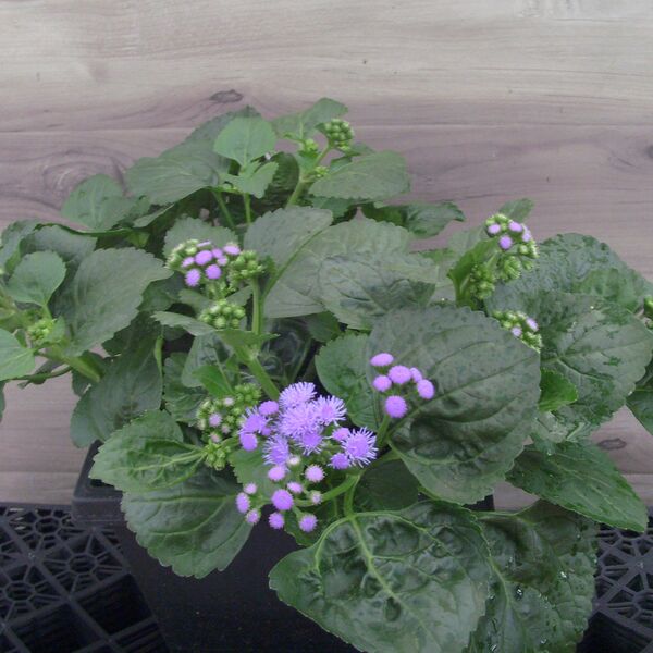 Monarch Magic: 7.5 inch Pot