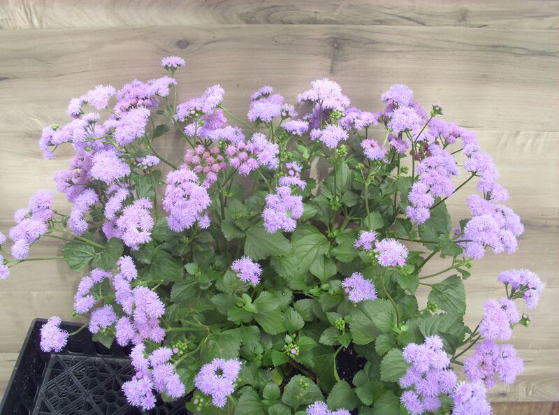 Monarch Magic: 7.5 inch Pot