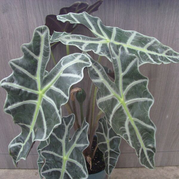 Amazonica: 5 inch Pot