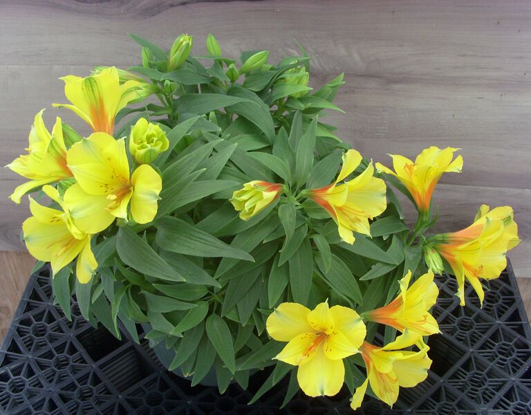Lisa: 6.5 inch pot