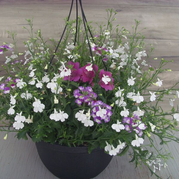 Tamara Mix: 13 inch Hanger