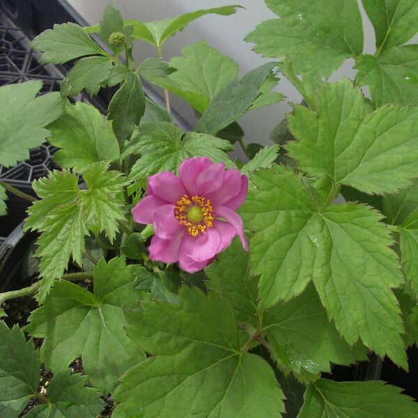 Fall in Love 'Sweetly': Proven Winner pot Fall in Love 'Sweetly': Proven Winner pot