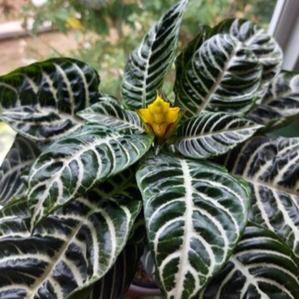 Zebra: 5 inch Pot Zebra: 5 inch Pot