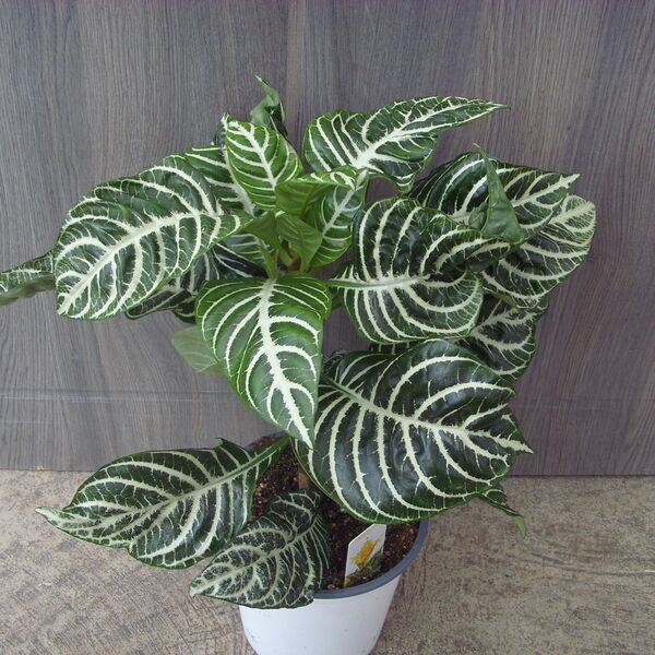 Zebra: 5 inch Pot Zebra: 5 inch Pot