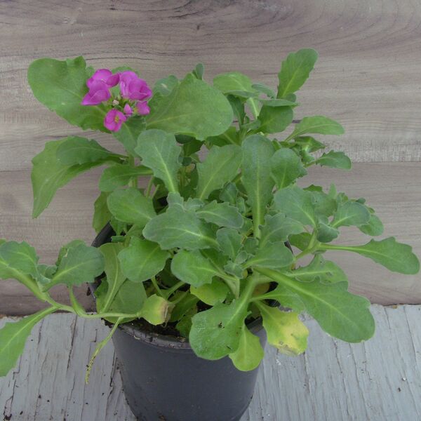 Catwalk Pink: 4.5 inch (quart) Catwalk Pink: 4.5 inch (quart)
