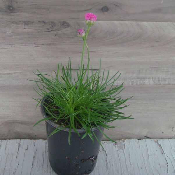 Morning Star Deep Rose: 4.5 inch (quart) Morning Star Deep Rose: 4.5 inch (quart)
