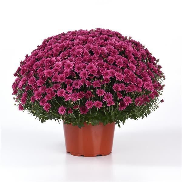 Axios Purple - Purple Cushion: 10 inch pot Axios Purple - Purple Cushion: 10 inch pot