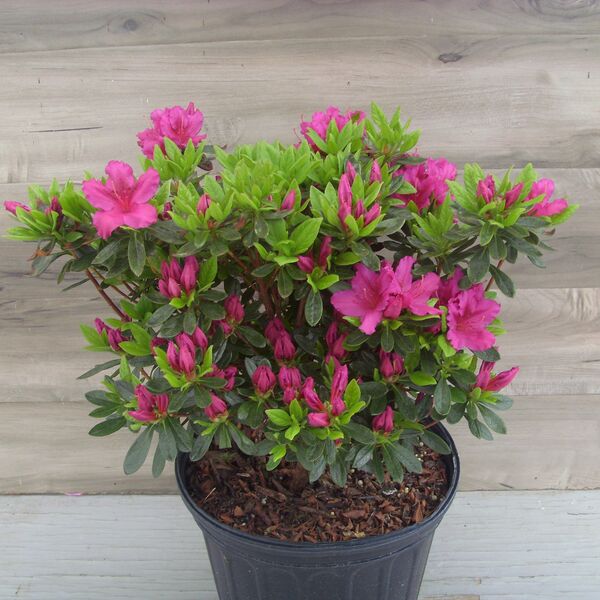 Girard's Fuchsia: 2 Gallon Pot Girard's Fuchsia: 2 Gallon Pot