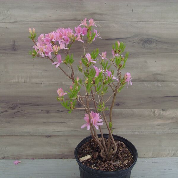 Western Lights: 2 Gallon Pot Western Lights: 2 Gallon Pot