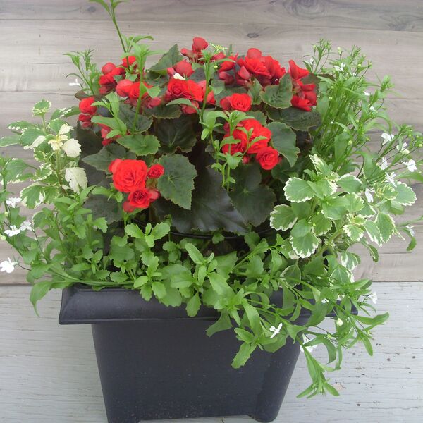 Move 2 Joy Red Mix: 16 inch Planter Move 2 Joy Red Mix: 16 inch Planter
