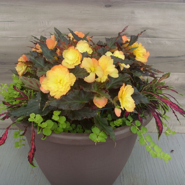 Portofino First Kiss Del Sol Mix: 16 inch Planter