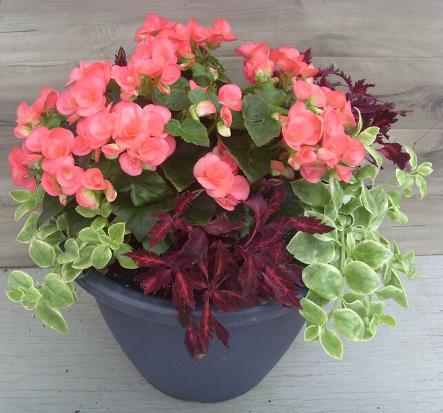Netja Dark Mix: 16 inch Planter Netja Dark Mix: 16 inch Planter