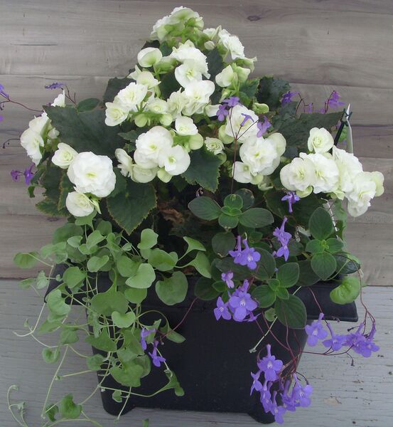 Move 2 Joy White Mix: 16 inch Planter Move 2 Joy White Mix: 16 inch Planter