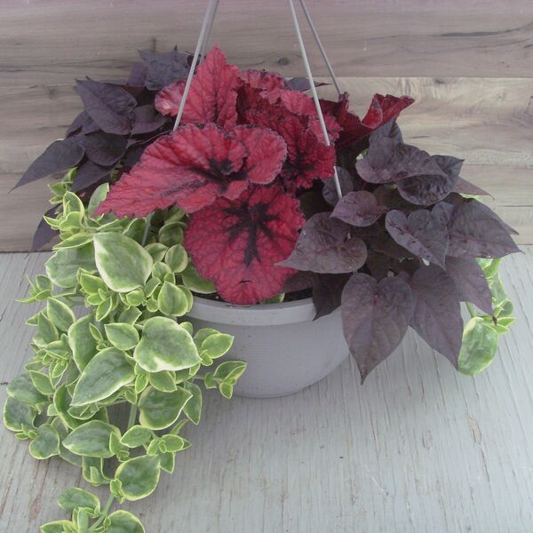 Heartbeat Mix: 13 inch Hanger Heartbeat Mix: 13 inch Hanger