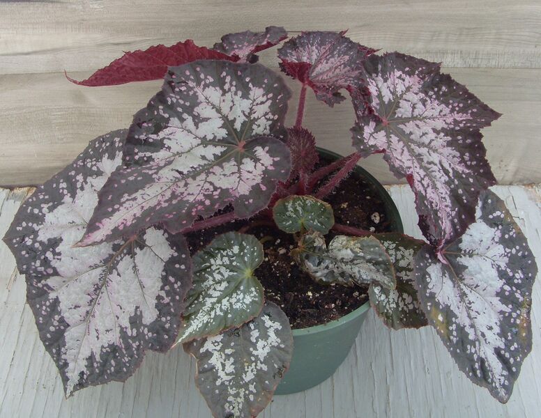 Jurassic Megalo Komodo: 6.5 inch pot Jurassic Megalo Komodo: 6.5 inch pot