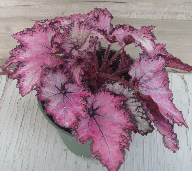 Jurassic Pink Shades: 6.5 inch pot Jurassic Pink Shades: 6.5 inch pot