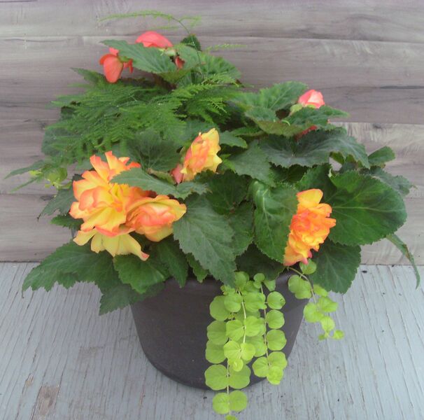 Fire Mix - 12": 12 inch Planter Fire Mix - 12": 12 inch Planter