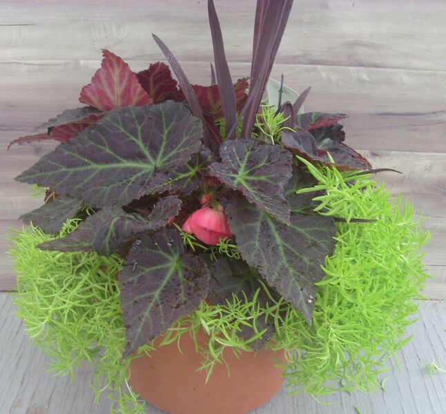 Mocha Pink Shades Mix - 12": 12 inch Planter Mocha Pink Shades Mix - 12": 12 inch Planter