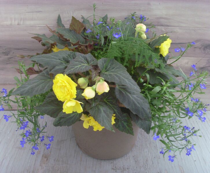Mocha Yellow Mix - 12": 12 inch Planter Mocha Yellow Mix - 12": 12 inch Planter