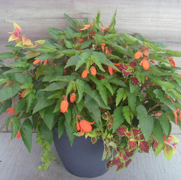 Encanto Orange: 16 inch Planter