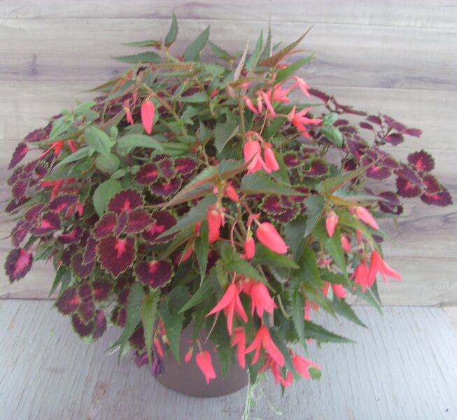 Encanto Pink: 16 inch Planter Encanto Pink: 16 inch Planter