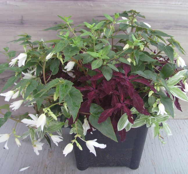 Encanto White: 16 inch Planter Encanto White: 16 inch Planter