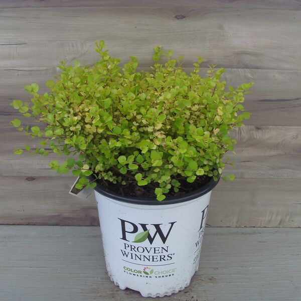 Cesky Gold: 2 Gallon Pot