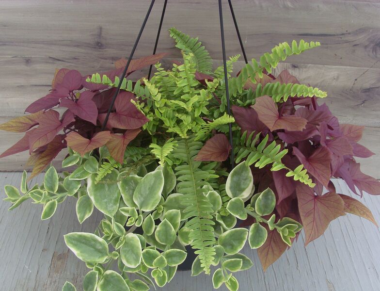 Blue Bell Fern with Aptenia and Red Potato Vine: 13 inch Hanger Blue Bell Fern with Aptenia and Red Potato Vine: 13 inch Hanger