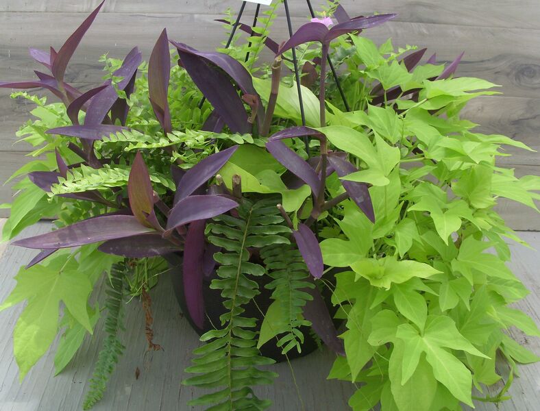 Blue Bell Fern with Lime Potato Vine and Purple Secretia: 13 inch Hanger