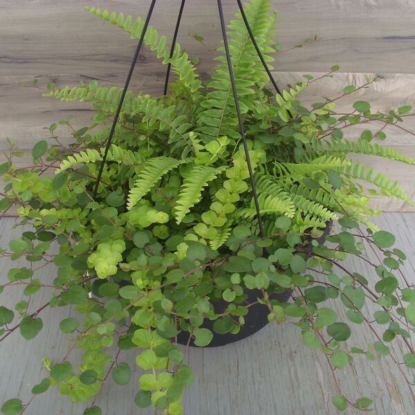 Blue Bell Fern with Meuhlenbeckia and Lysimachia: 13 inch Hanger