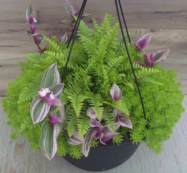 Blue Bell Fern with Sedum Lemon Ball and Nanouk Wandering Jew: 13 inch Hanger Blue Bell Fern with Sedum Lemon Ball and Nanouk Wandering Jew: 13 inch Hanger