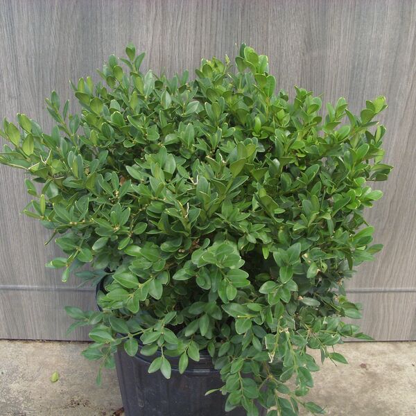 Green Velvet: 2 Gallon Pot