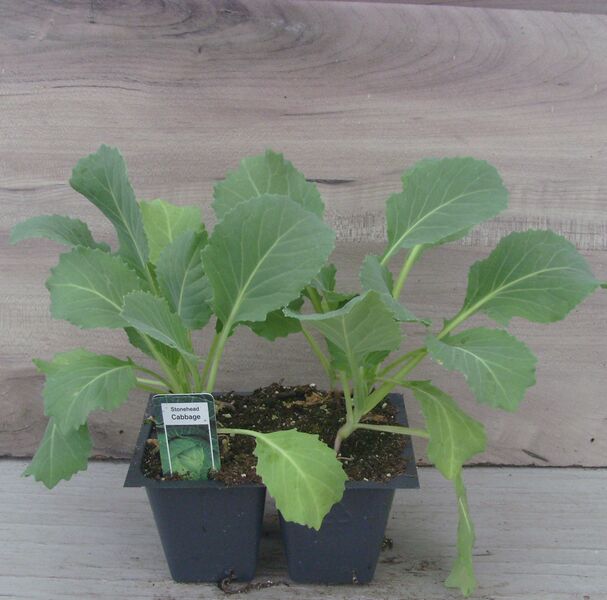 Stonehead: Box (4 plants)