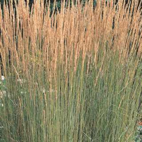 Karl Forester: 2 Gallon Pot Karl Forester: 2 Gallon Pot