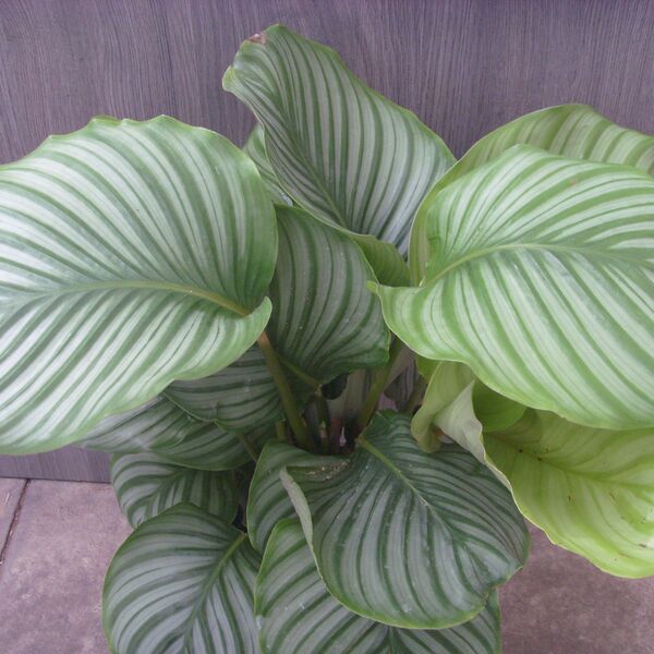 Orbifolia: 5 inch Pot