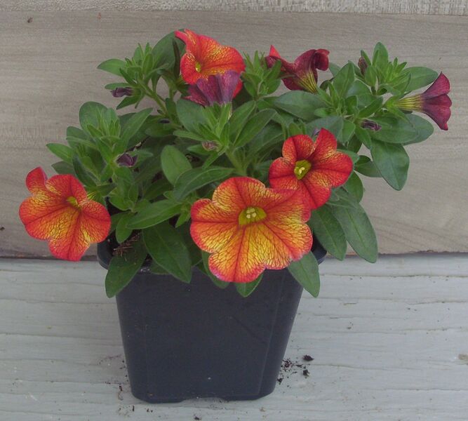 Ember Eclipse: 3.5 inch pot Ember Eclipse: 3.5 inch pot