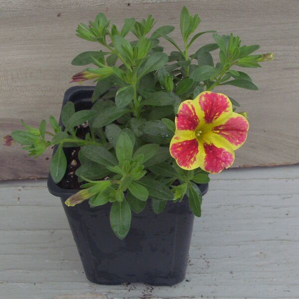Red Shuffle: 3.5 inch pot Red Shuffle: 3.5 inch pot