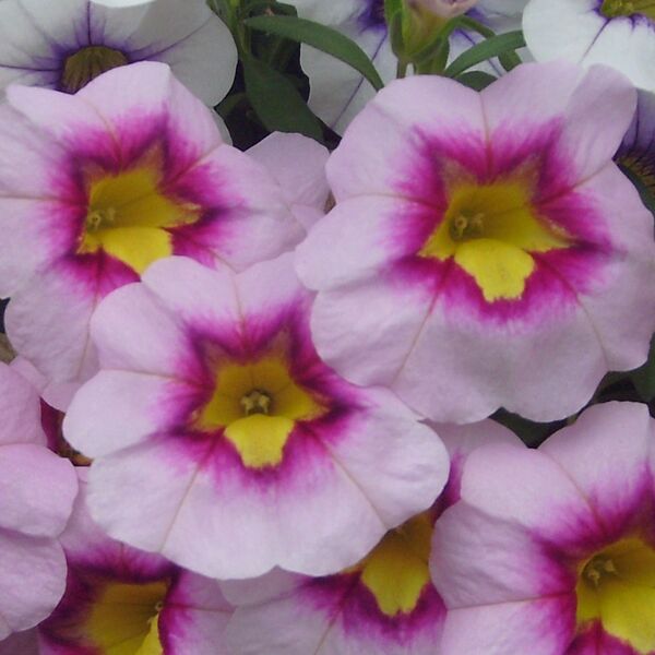Neo Pink Eye: 3.5 inch pot