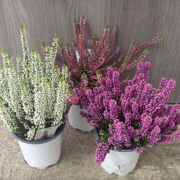 Fall Heather: 4 inch pot