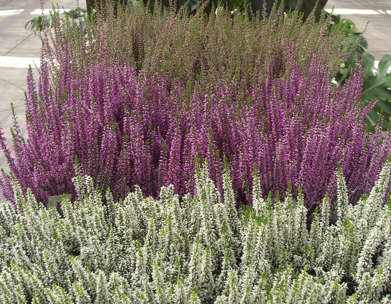 Fall Heather: 4 inch pot