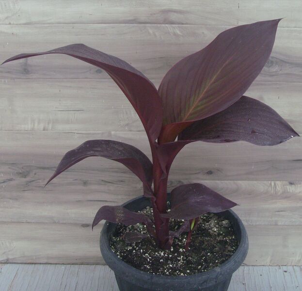 Australia: 13 inch pot