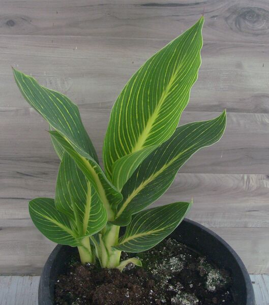 Bengal Tiger: 13 inch pot