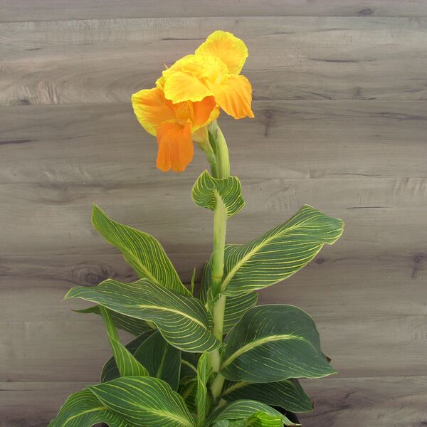 Bengal Tiger: 13 inch pot